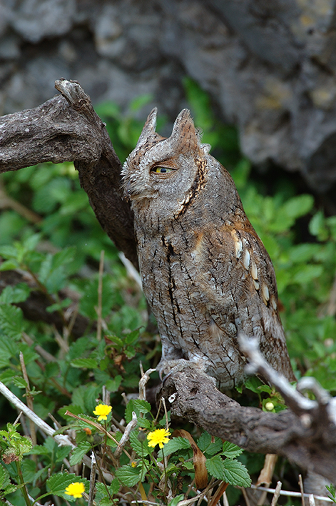 Λάμπρος Λογοθέτης: Γκιώνης/Scops owl (Otus scops)
