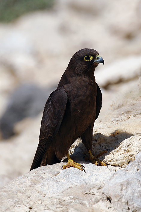 Λάμπρος Λογοθέτης: Μαυροπετρίτης/Eleonora's Falcon (Falco eleonorae)