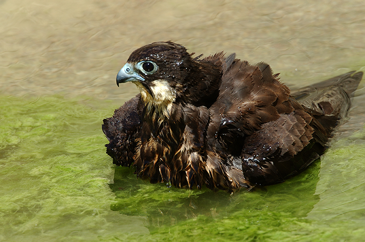 Λάμπρος Λογοθέτης: Μαυροπετρίτης/Eleonora's falcon (Falco eleonorae)